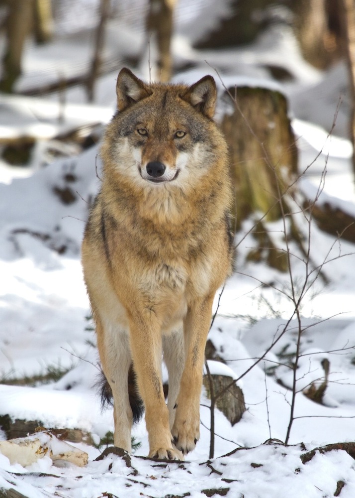 Wolf im bayerische Wald....NP Falkenstein (Forum für Naturfotografen)