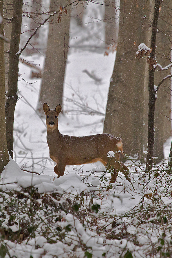 Nach dem (Schnee)hasen...