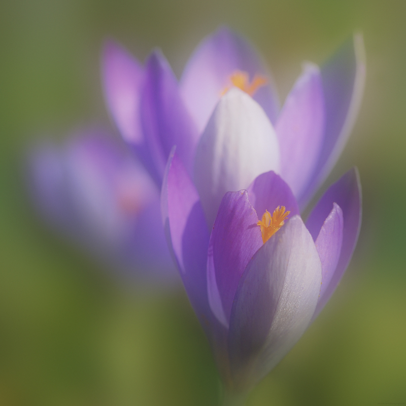 Frühling...