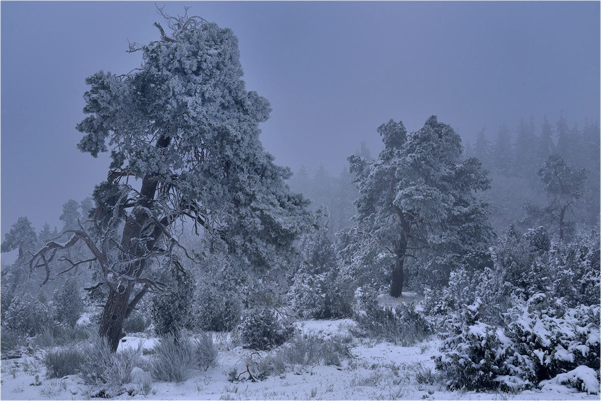 Winter in der Wachholderheide!