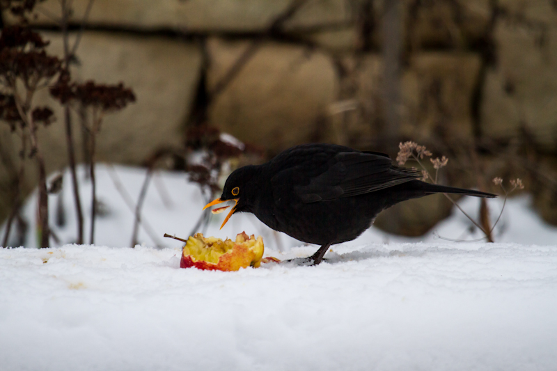 Fliegende Mahlzeit