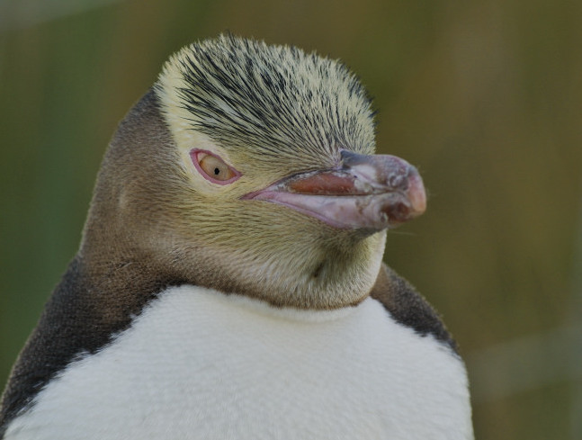 Yellow-Eyed Penguin - Hojo -wildlife - NZ