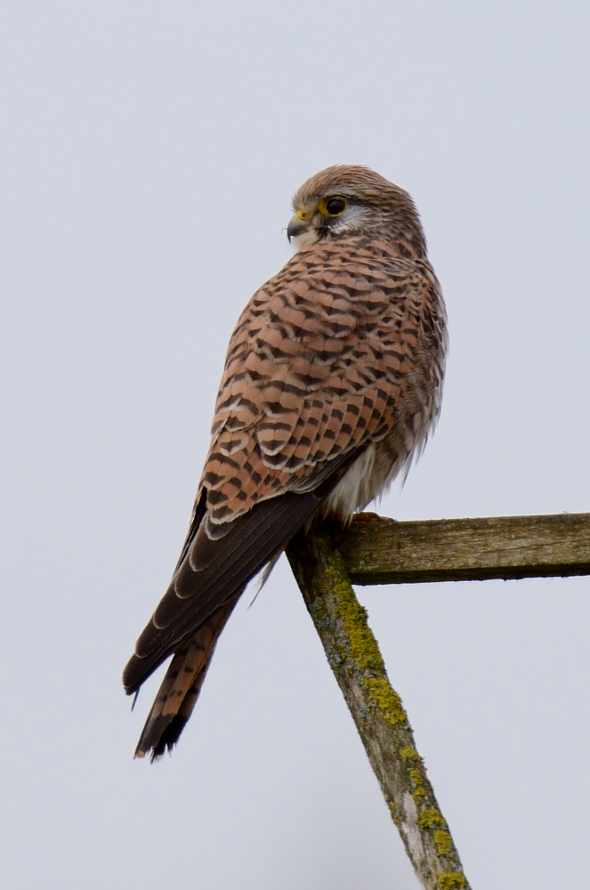Turmfalke (Falco tinnunculus)