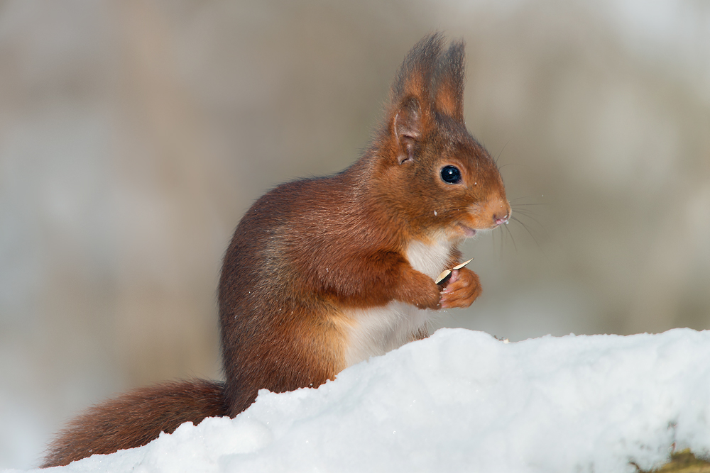 Kobold im Schnee