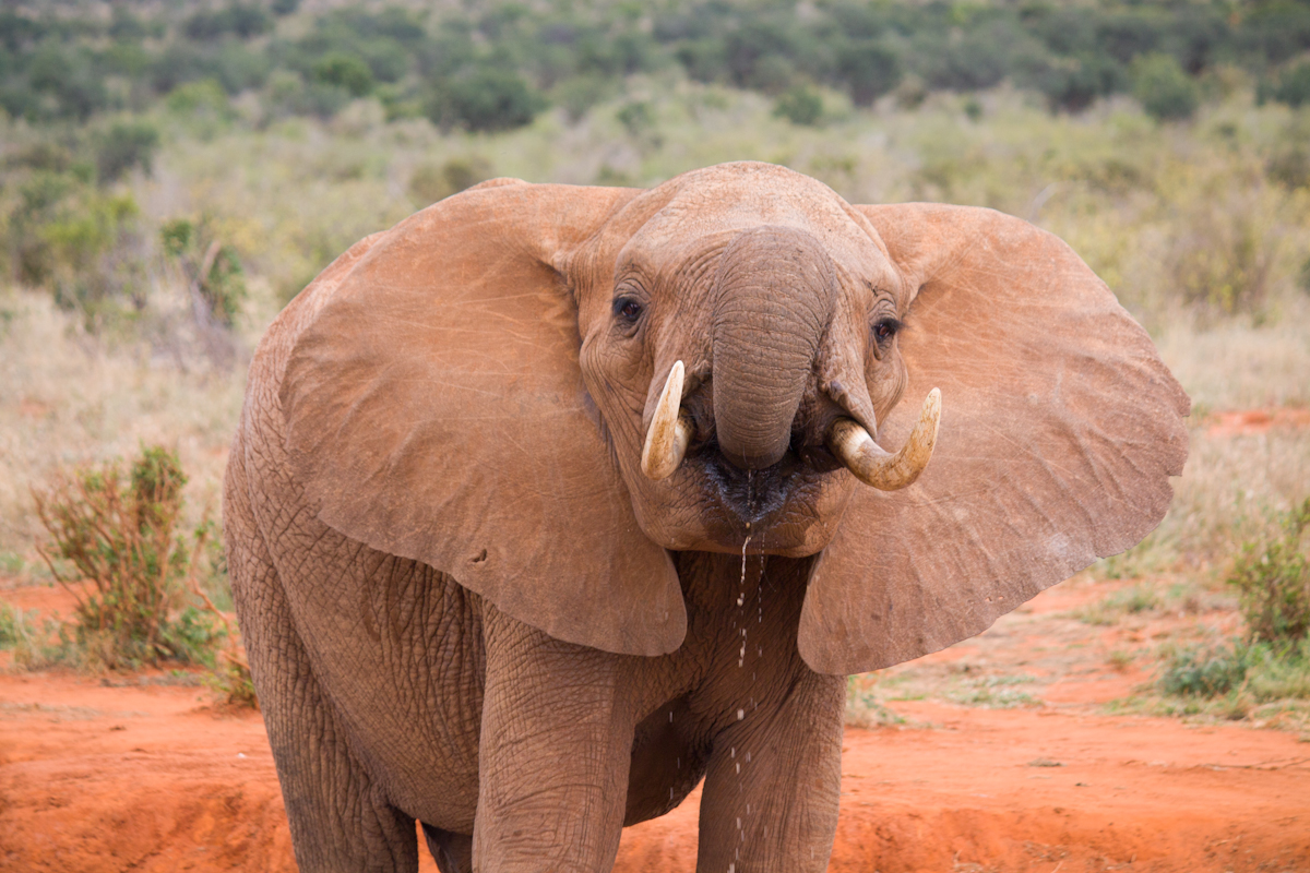 trinkender, junger Elefant
