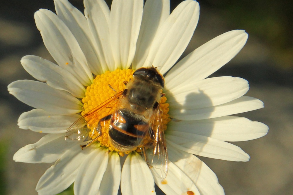 Biene auf Blumen