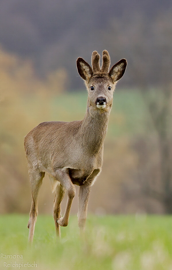 Neugieriger Bastbock