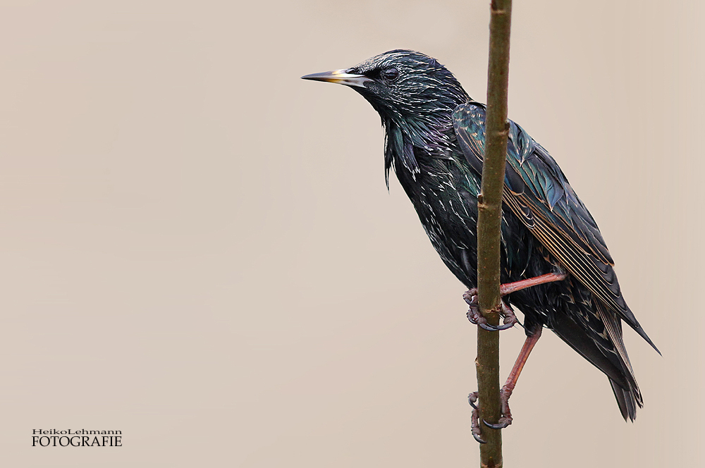 Sturnus Vulgaris - Der Star