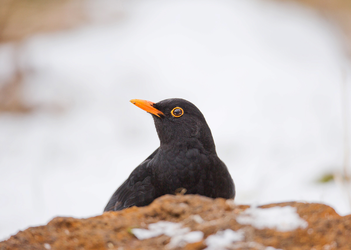 Winterbühne für Charly Amsel...