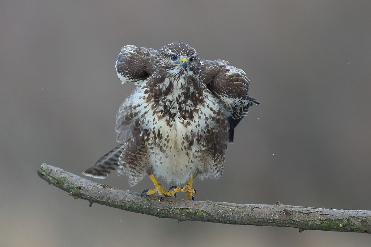 Bussard (Forum für Naturfotografen)