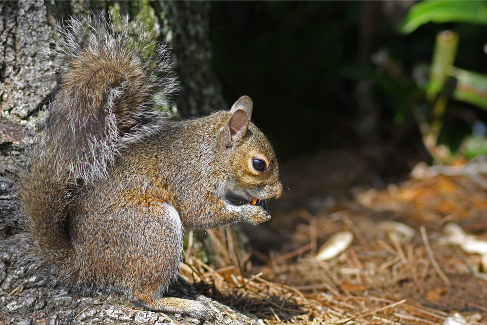 Amerikanisches Grauhörnchen (Sciurus carolinensis)