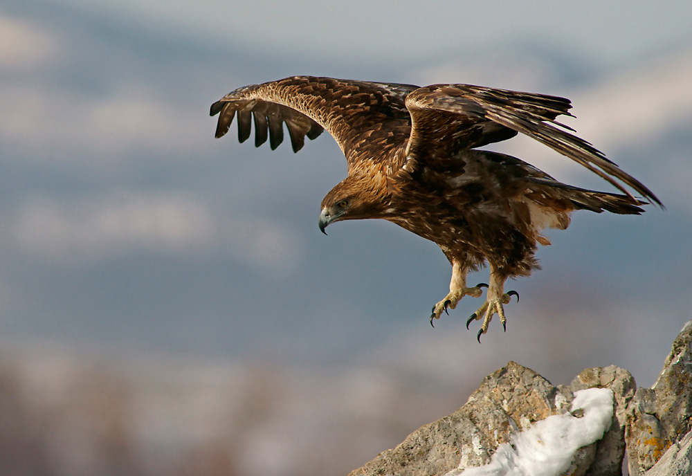 Steinadler beim Abflug