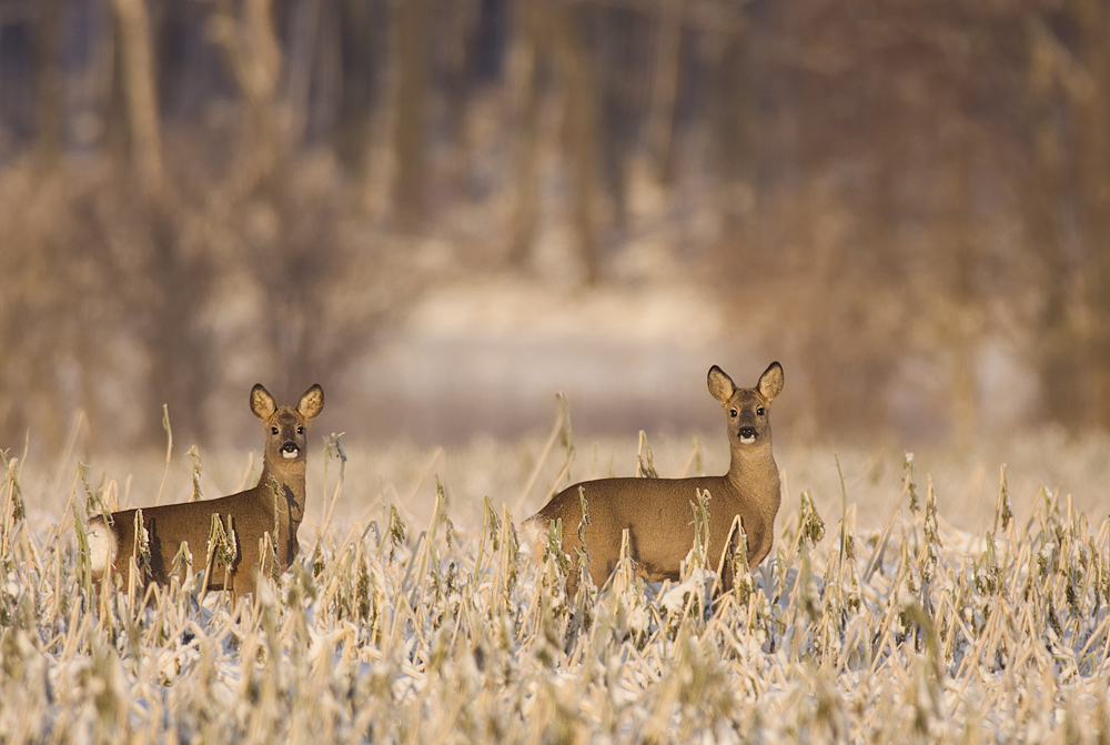 Rehwild im Winter