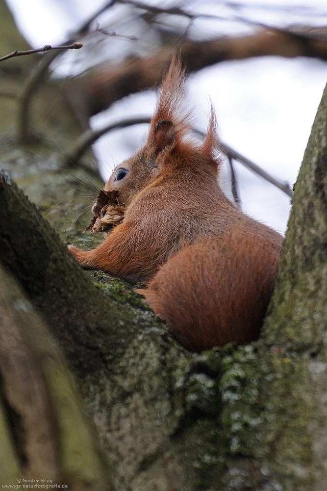 Fleißiges Eichhörnchen...