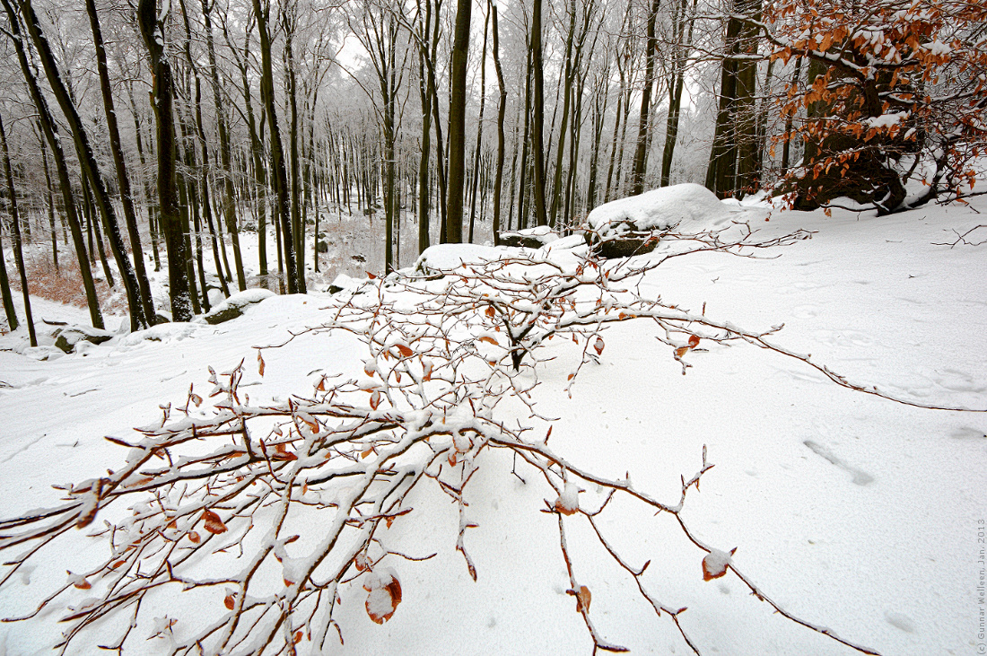 Winterwald