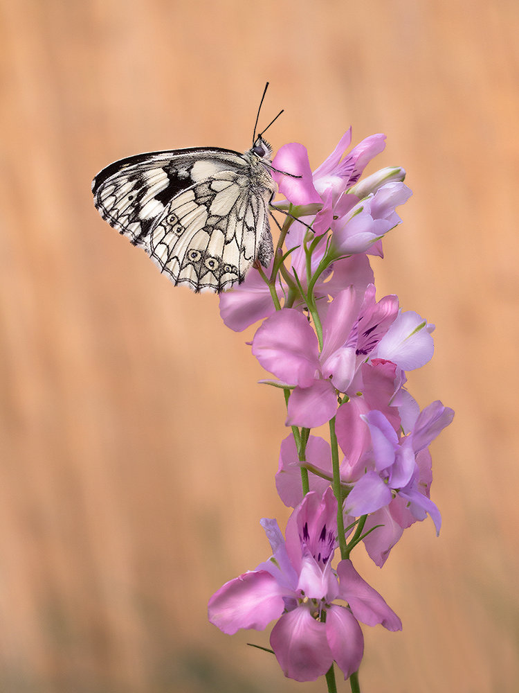 Melanargia galathea