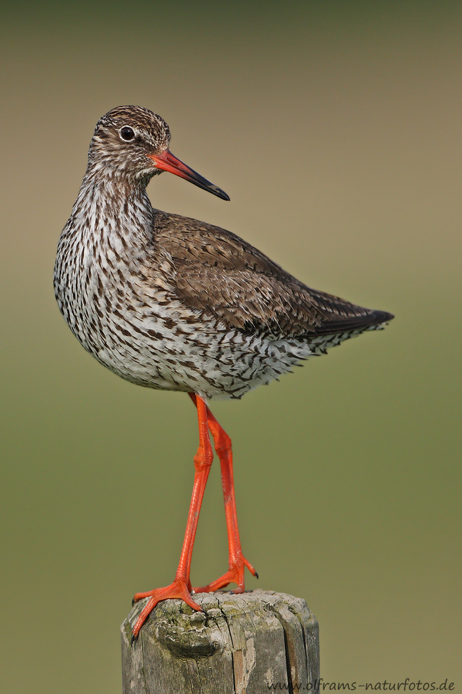 Rotschenkel (Tringa totanus)
