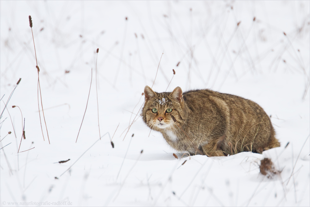 ~Snowcat~