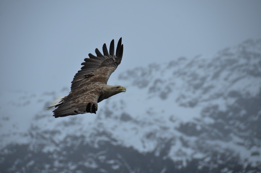 Seeadler in Norwegen