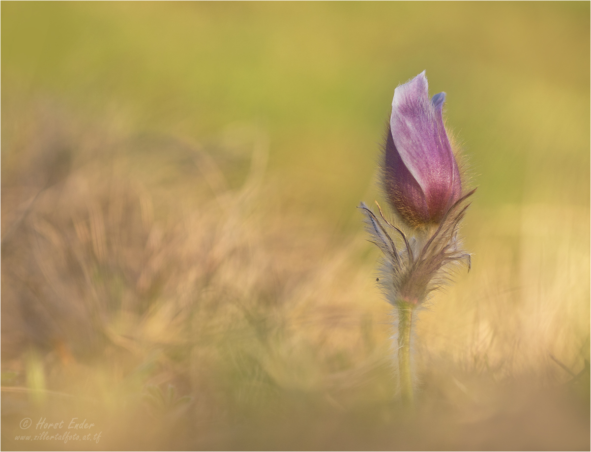 Alpenküchenschelle "Pulsatilla Vernalis"