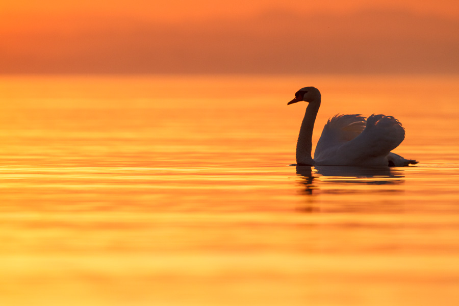 Höckerschwan im Morgenrot