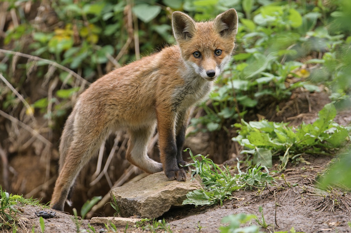 Rotfuchs (Vulpes vulpes)
