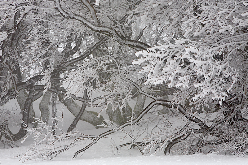 Winterwald