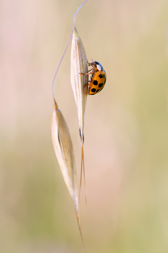 Marienkäfer