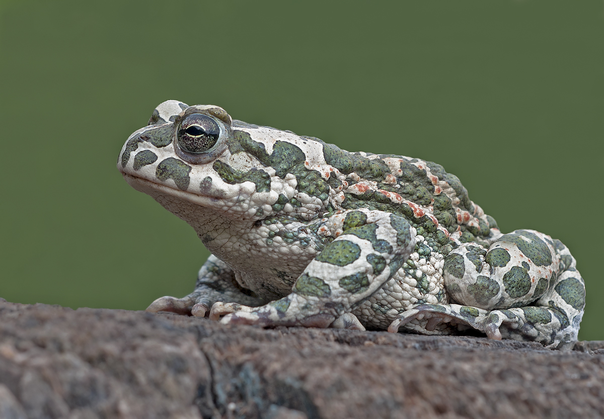 Bufo viridis