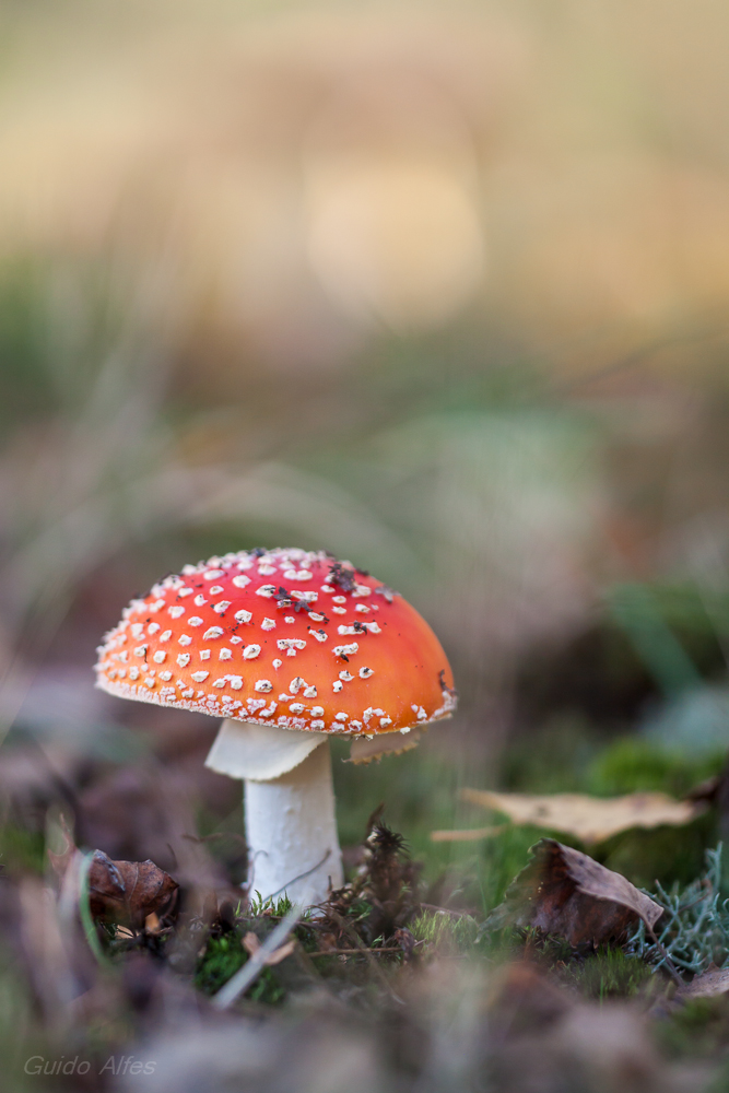 Jugendlicher Fliegenpilz