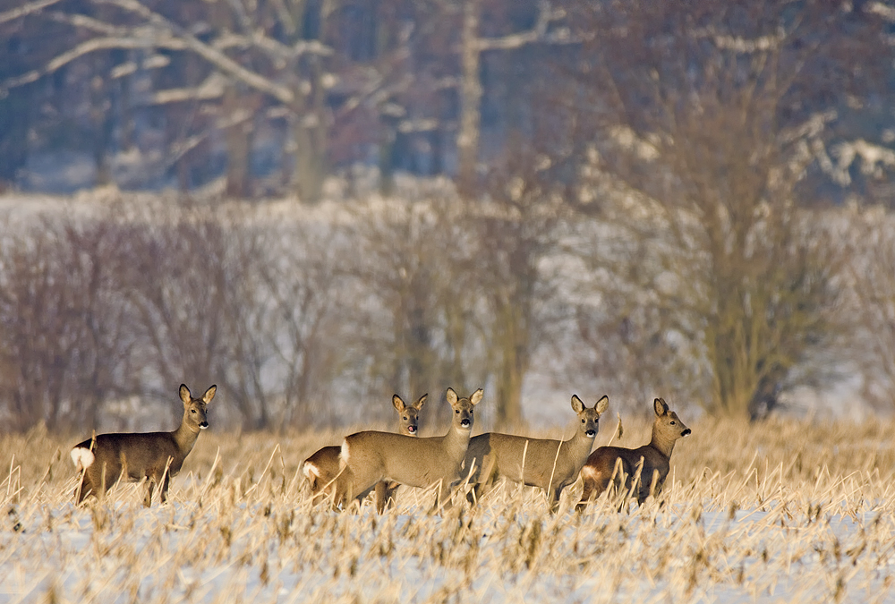 Ein Sprung Rehe...