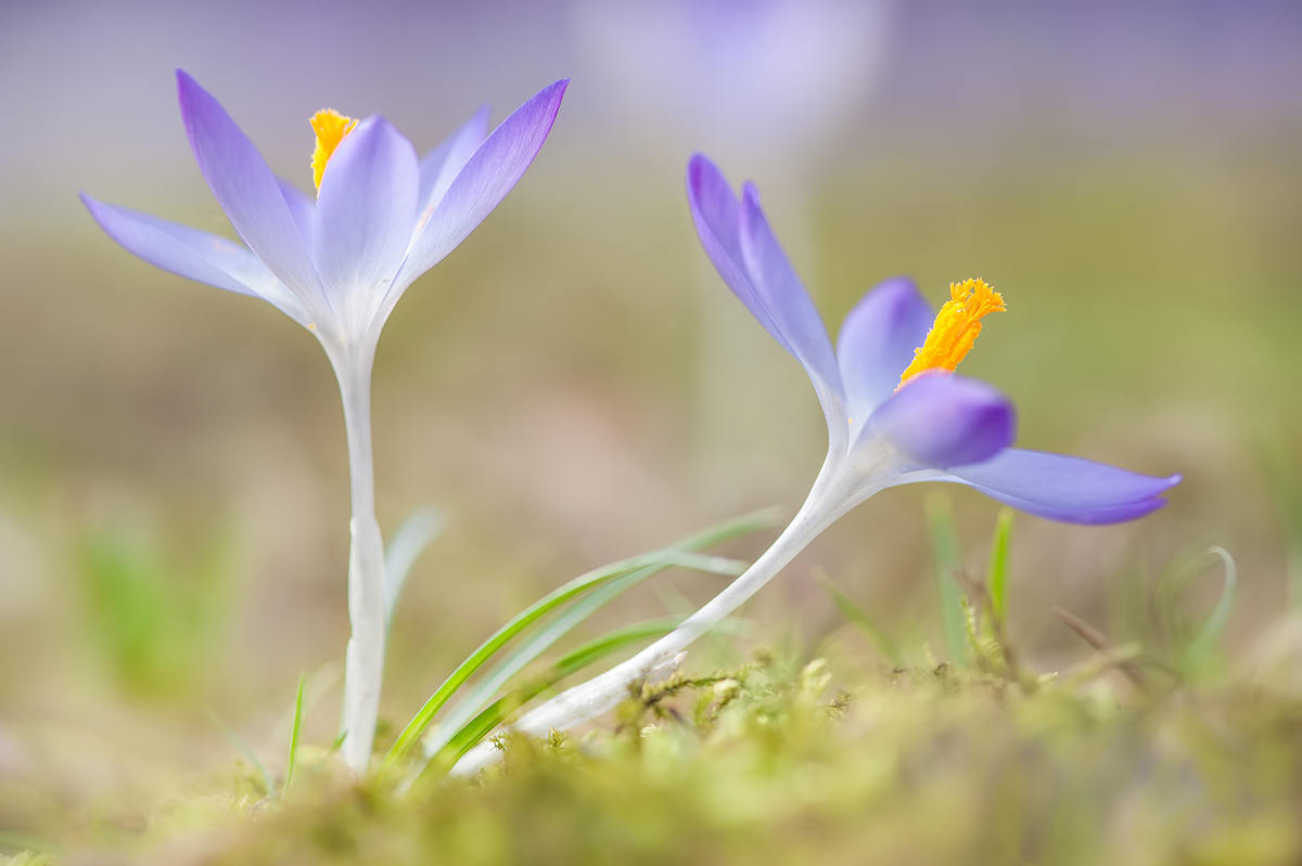 Gruß an den Frühling