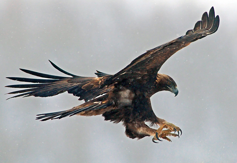 Steinadler beim Anflug