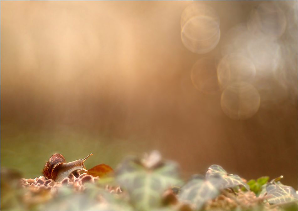 Ist denn schon wieder Frühling ?