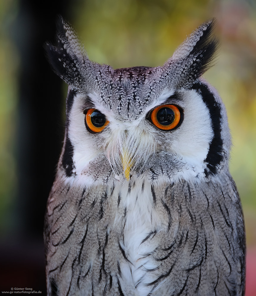 Faszinierende Augen