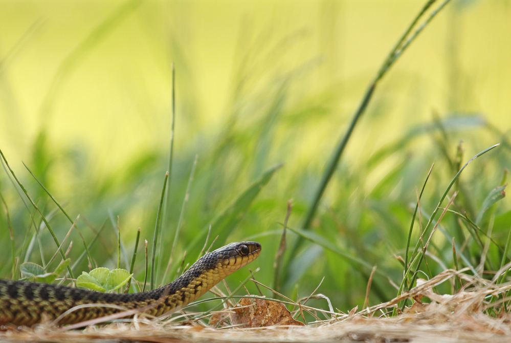 Gewöhnliche Strumpfbandnatter (Thamnophis sirtalis)
