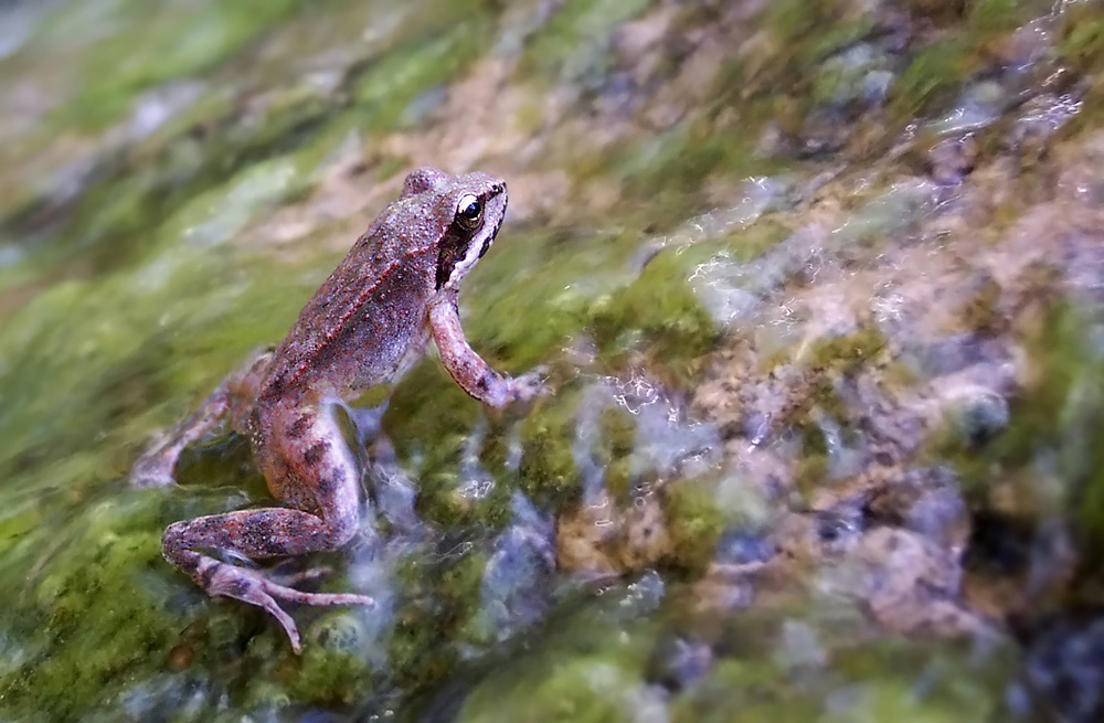 Griechischer Frosch, rana graeca