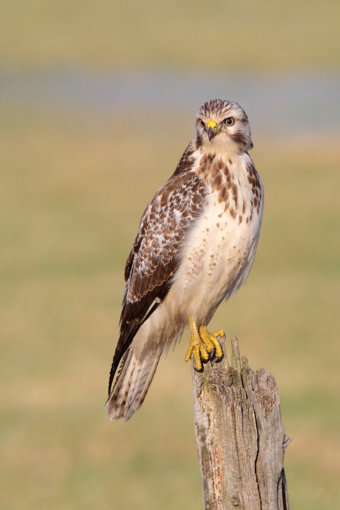 Mäusebussard Wildlife