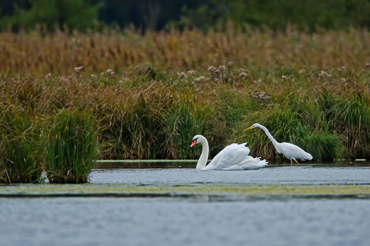 Noch ein (spätabendlicher ) Schwan...