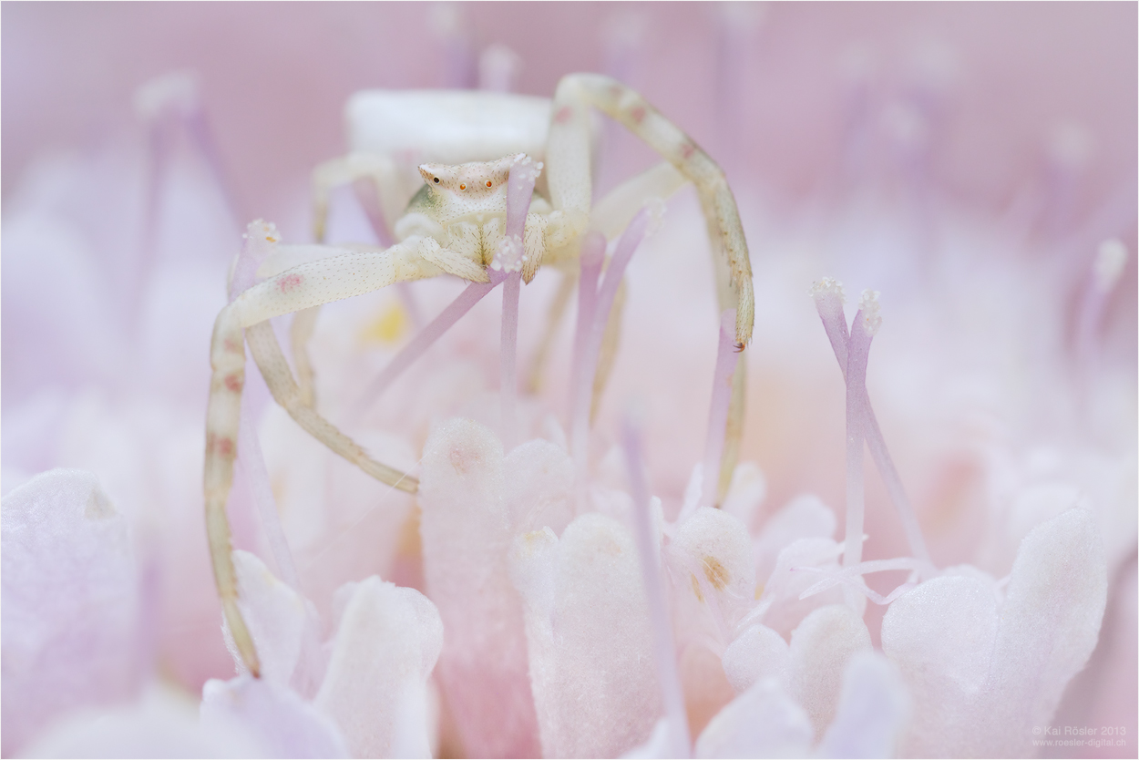 La vie en rose