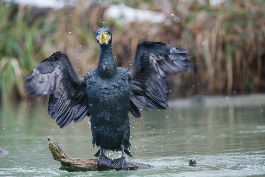 Kormoran