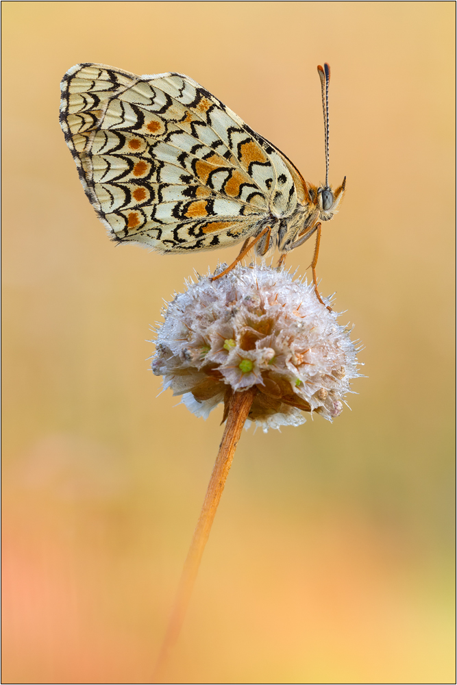 Flockenblumen-Scheckenfalter (Melitaea phoebe)