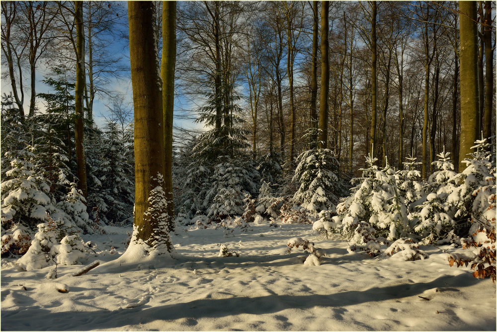 Den Winterwald geknipst!