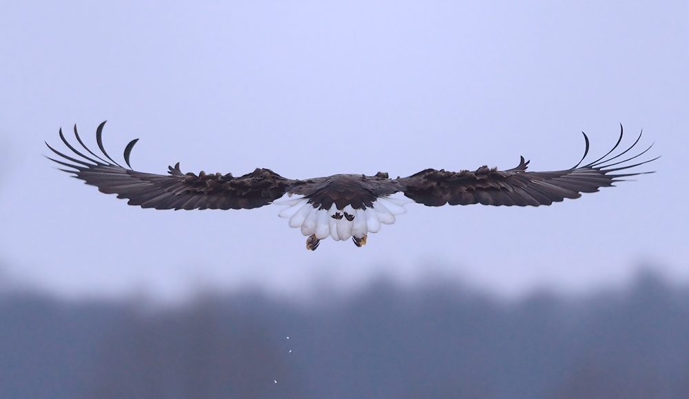 Genialität der Natur