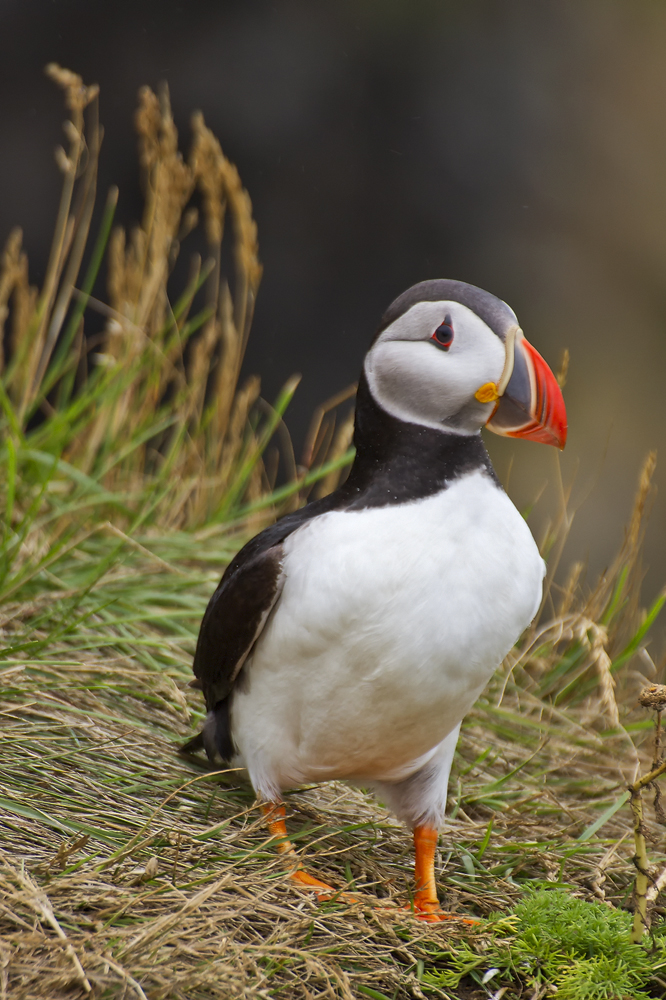 Fratercula arctica