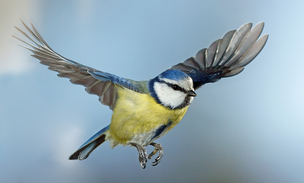 Blaumeise (Forum für Naturfotografen)