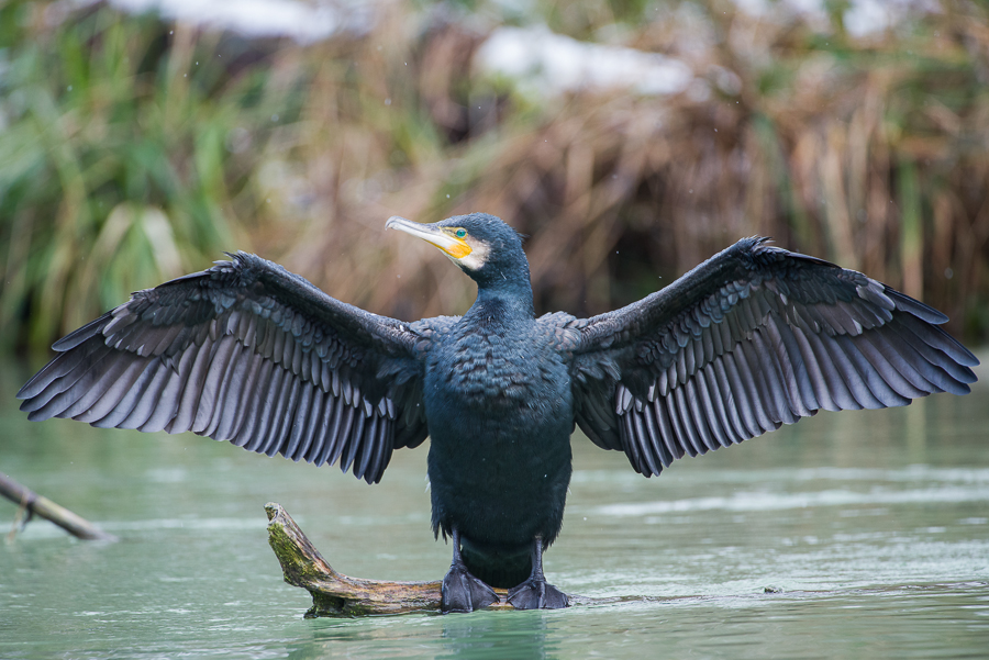 Kormoran