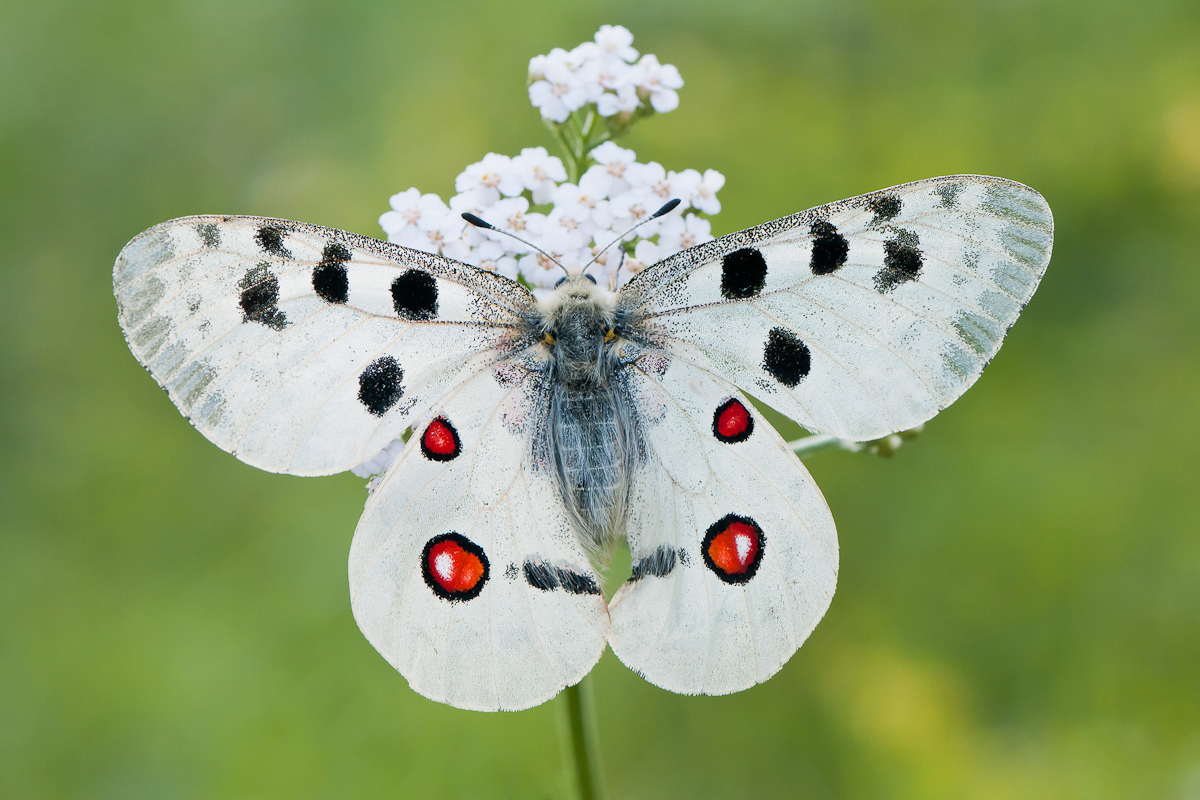 Apollofalter (Parnassius apollo)