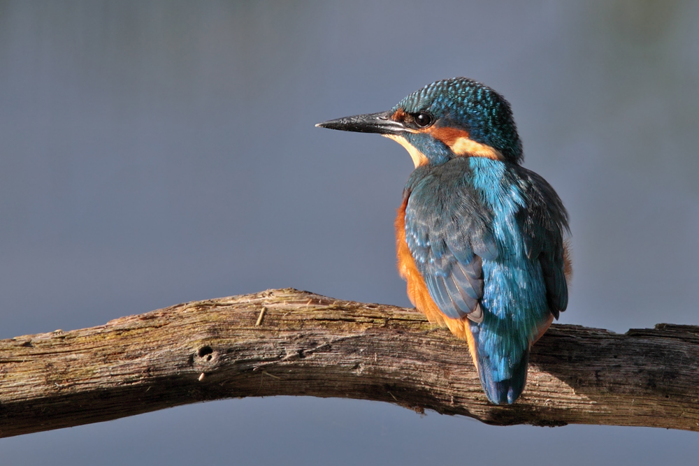 Eisvogel