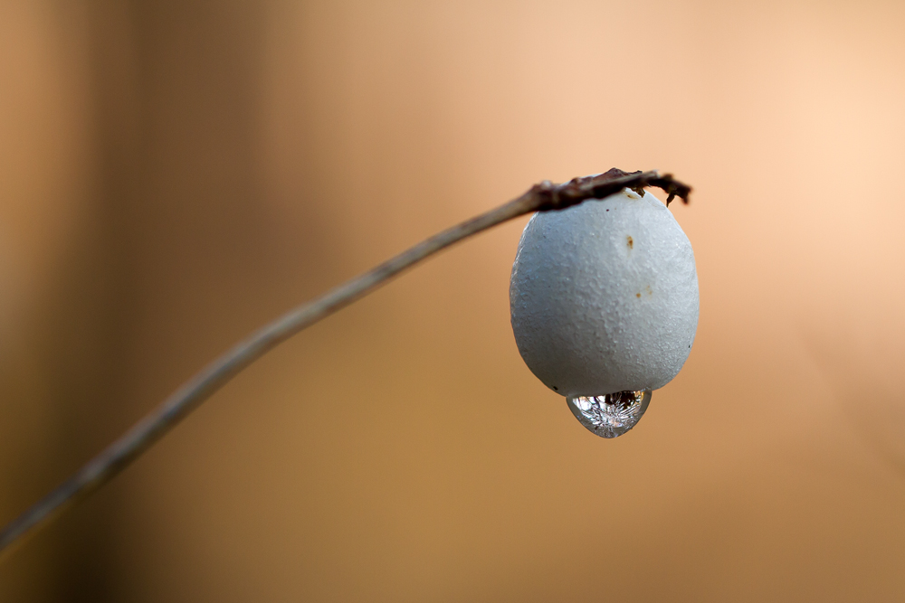 Gewöhnliche Schneebeere